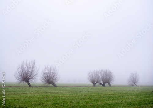 row of pollard willows in dutch meadow near utrecht in the netherlands in winter mist photo