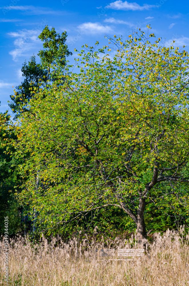 Obraz premium 621-83 Behind the Grasses