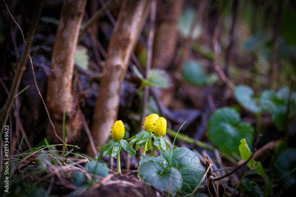 a close-up of a winter aconite plant covered with raindrops