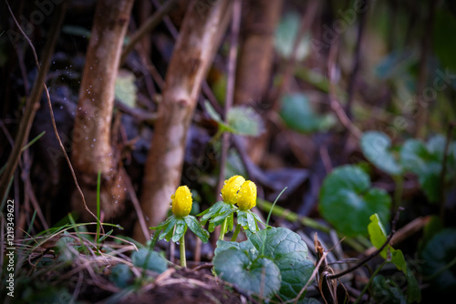 Obraz na płótnie a close-up of a winter aconite plant covered with raindrops w salonie