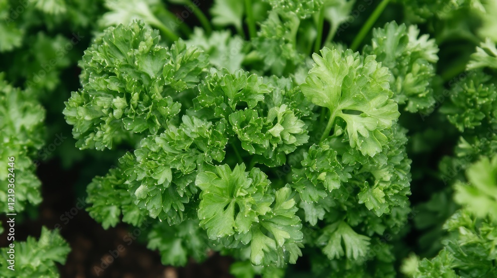 Fresh parsley plants growing in garden soil. Culinary herb, healthy food ingredient Fresh parsley plants growing in garden soil. Culinary herb, healthy food ingredient