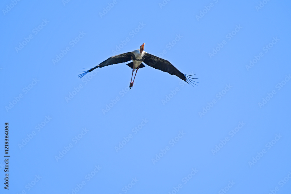 The image shows a painted stork soaring gracefully in a clear blue sky, its wings fully stretched and vibrant plumage visible against the serene background. The image shows a painted stork soaring gracefully in a clear blue sky, its wings fully stretched and vibrant plumage visible against the serene background.