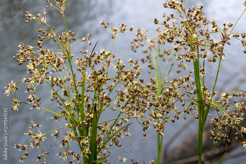 Detail of a Group of Great Wood-rush Flowers (Luzula sylvatica) Growing Beside the River Torridge photo