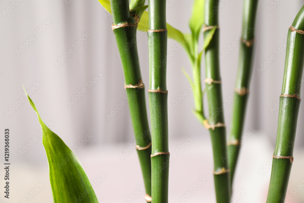 Obraz premium Beautiful decorative green bamboo plant indoors, closeup