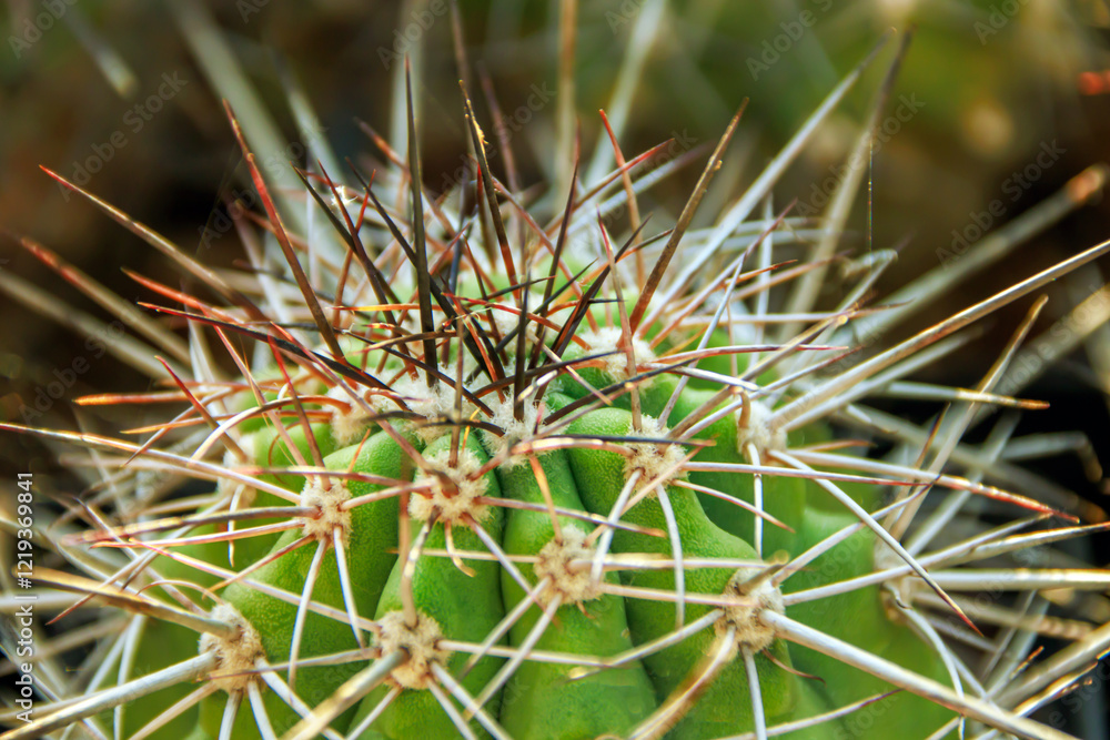Selective shot of spiky cactus plants Selective shot of spiky cactus plants
