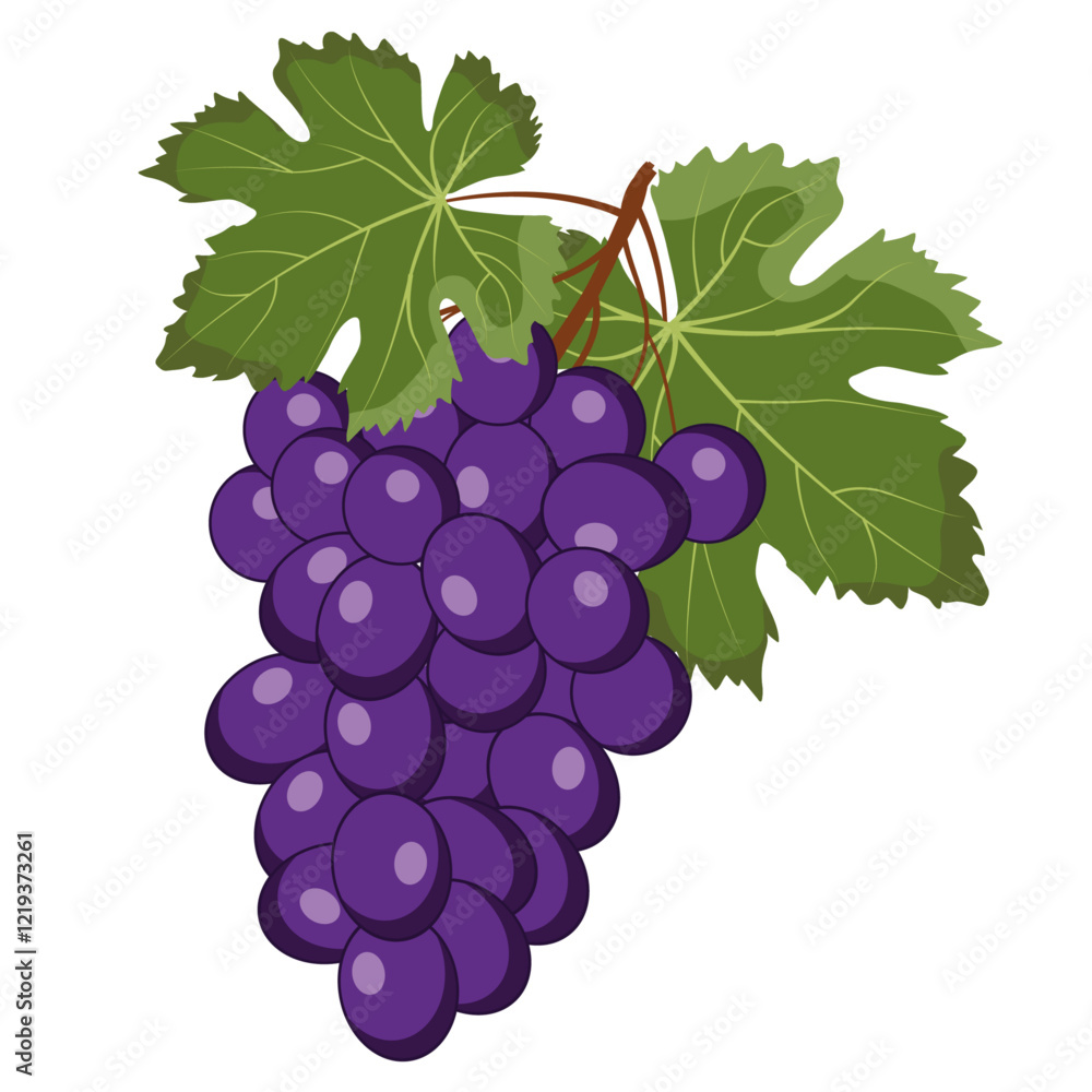 Fototapeta premium purple grapes, wine grapes, ripe grapes.
