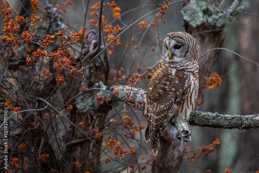 Obraz premium owl on branch