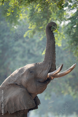 Canvas Print Elephant grasping leaves in tree