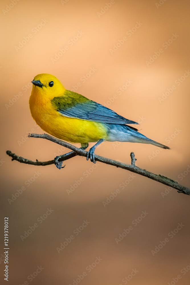 Fototapeta premium bird on a branch