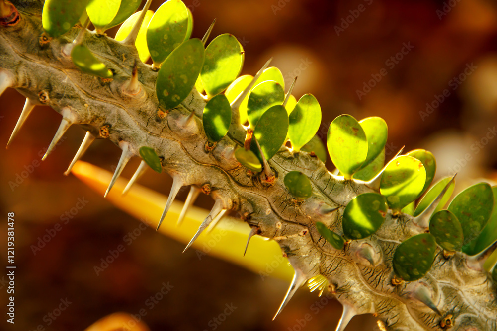 Fototapeta premium close-up tiny leaves of cactus branch
