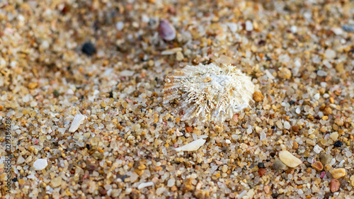 Sea shells on sea sand  photo