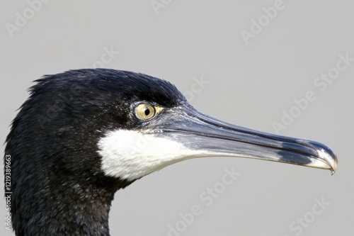 Close view of Adult Brandt's cormorant (Phalacrocorax penicillatus) photo