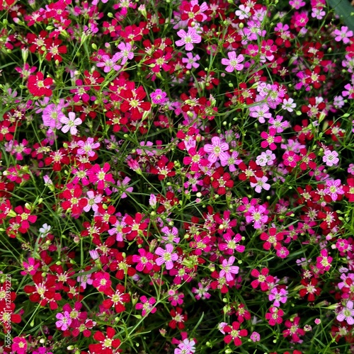 Many small colorful flowers