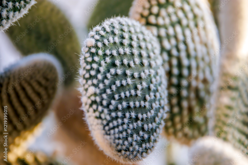 close-up white flowers on the branches of rabbit cactus close-up white flowers on the branches of rabbit cactus