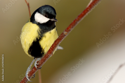 Fototapeta Great tit
