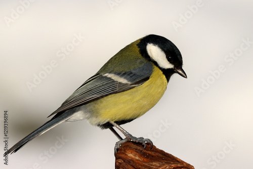 Fototapeta Great tit