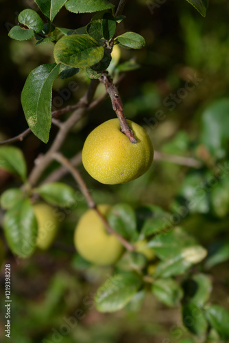 Japanese Flowering Quince branch with fruit photo