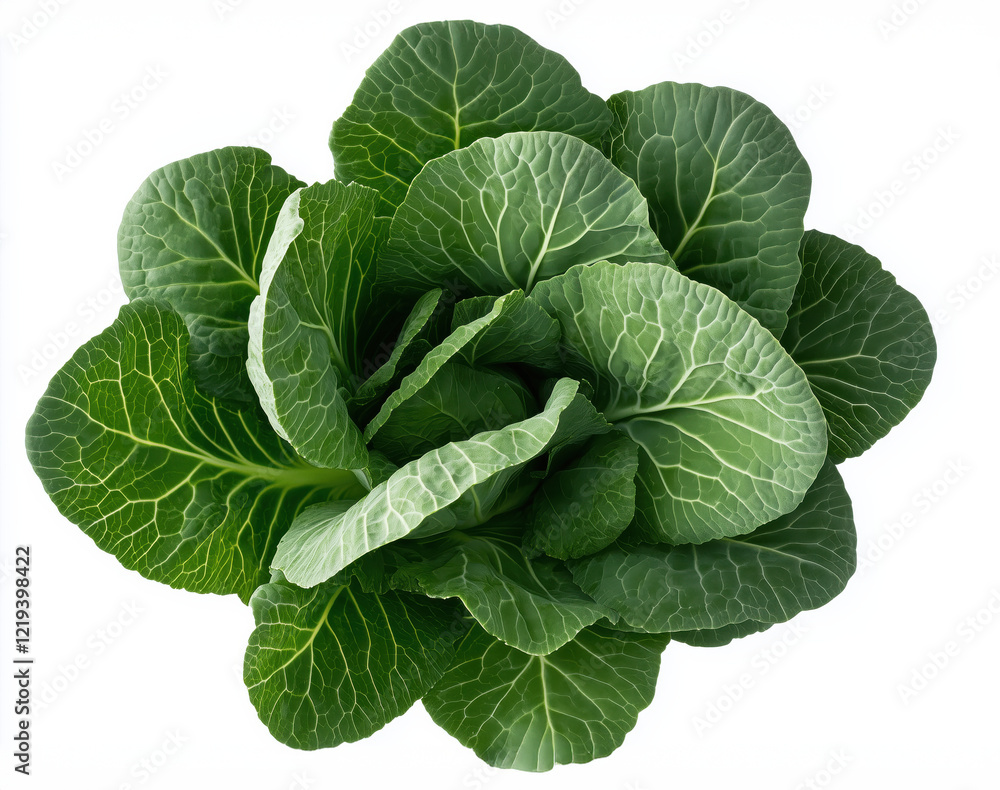 Top View of Fresh Green Collard Leaves Isolated on White Background Top View of Fresh Green Collard Leaves Isolated on White Background