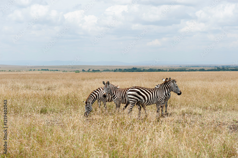 Obraz premium zebra in the savannah