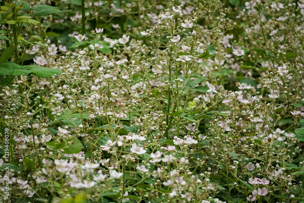 Blooming Himalayan blackberry (Rubus armeniacus) field full of beautiful white flowers on a green background on a summer day, North Rhine-Westphalia, Germany Blooming Himalayan blackberry (Rubus armeniacus) field full of beautiful white flowers on a green background on a summer day, North Rhine-Westphalia, Germany