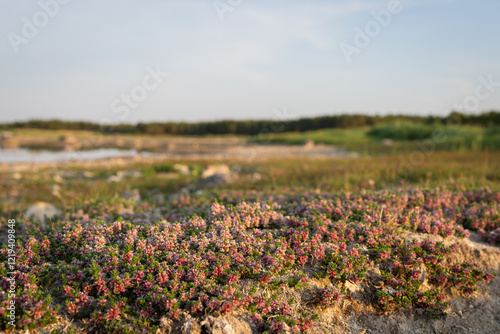 Sea milkwort (Lysimachia maritima) blooms at the coast of the Baltic Sea. Sea milkwort (Lysimachia maritima or Glaux maritima), also known as Sea milkweed or Black saltwort.  photo