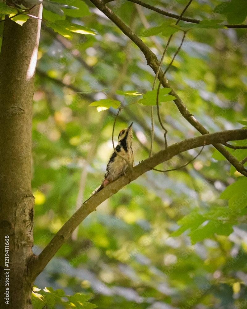 Great Spotted Woodpecker (Dendrocopos major) on a branch looking up with the beak up to the sky with green leaf background, North Rhine-Westphalia, Germany Great Spotted Woodpecker (Dendrocopos major) on a branch looking up with the beak up to the sky with green leaf background, North Rhine-Westphalia, Germany