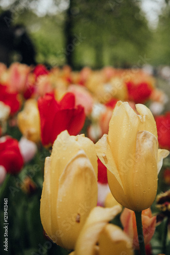 tulip field