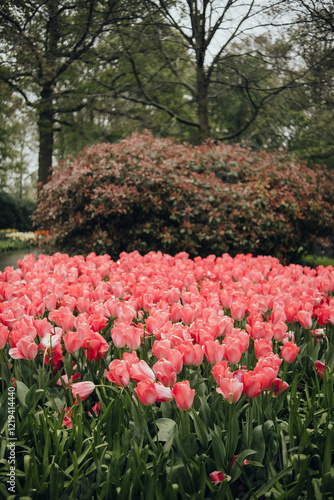 tulip field