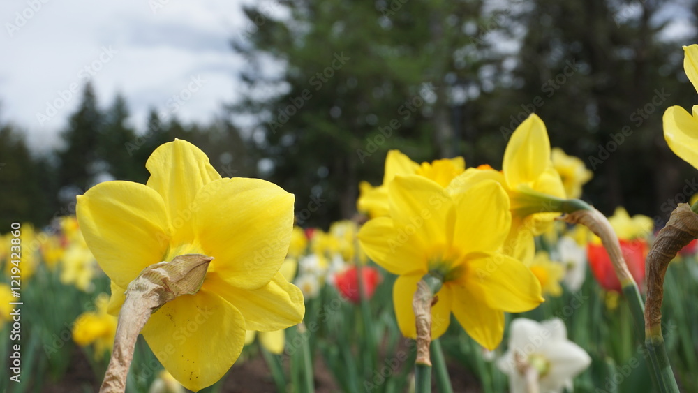 daffodils in spring daffodils in spring