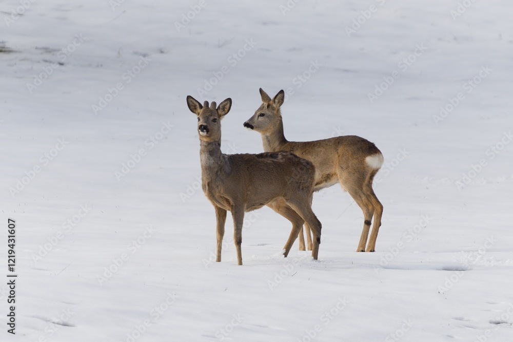 Couple of Capreolus capreolus european roe deer on the field in winter. Couple of Capreolus capreolus european roe deer on the field in winter.