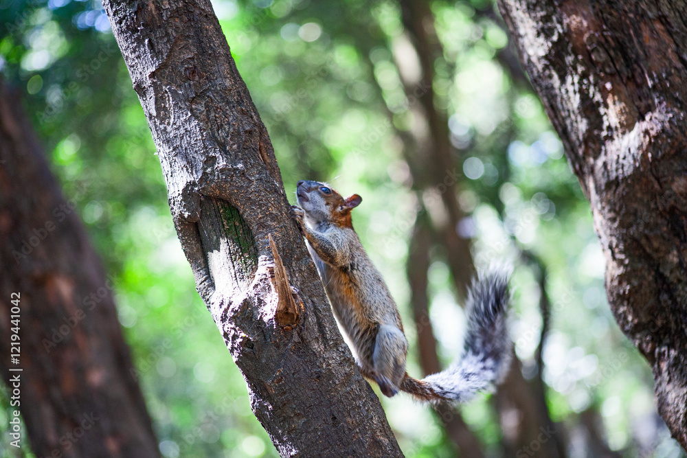 Red and Grey Mexican Squirrel ( chipmunk ) on a tree in Chapultepec Park Mexico City. Wildlife in the park Red and Grey Mexican Squirrel ( chipmunk ) on a tree in Chapultepec Park Mexico City. Wildlife in the park