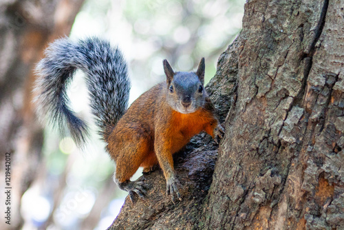 Red and Grey Mexican Squirrel  ( chipmunk ) on a tree in Chapultepec Park Mexico City. Wildlife in the park photo