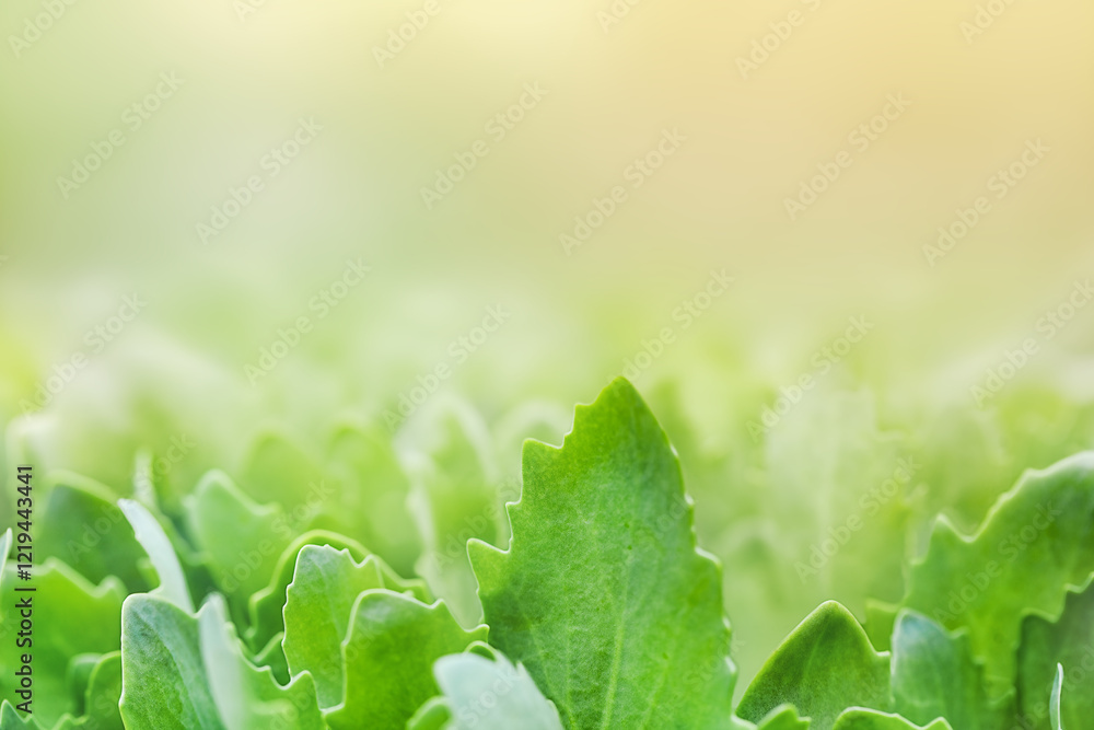 Green leaves. copy space Green leaves. copy space