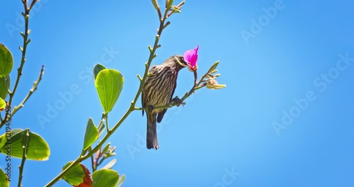 Palmchat Dulus dominicus dominican national bird eating blooming blossoms on a tropical tree, Dominican Republic photo