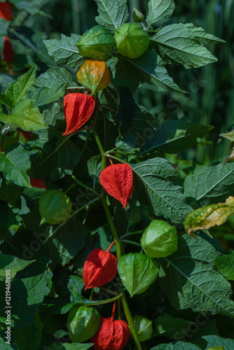 Orange physalis on a background of green leaves.