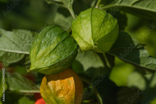 Orange physalis on a background of green leaves.