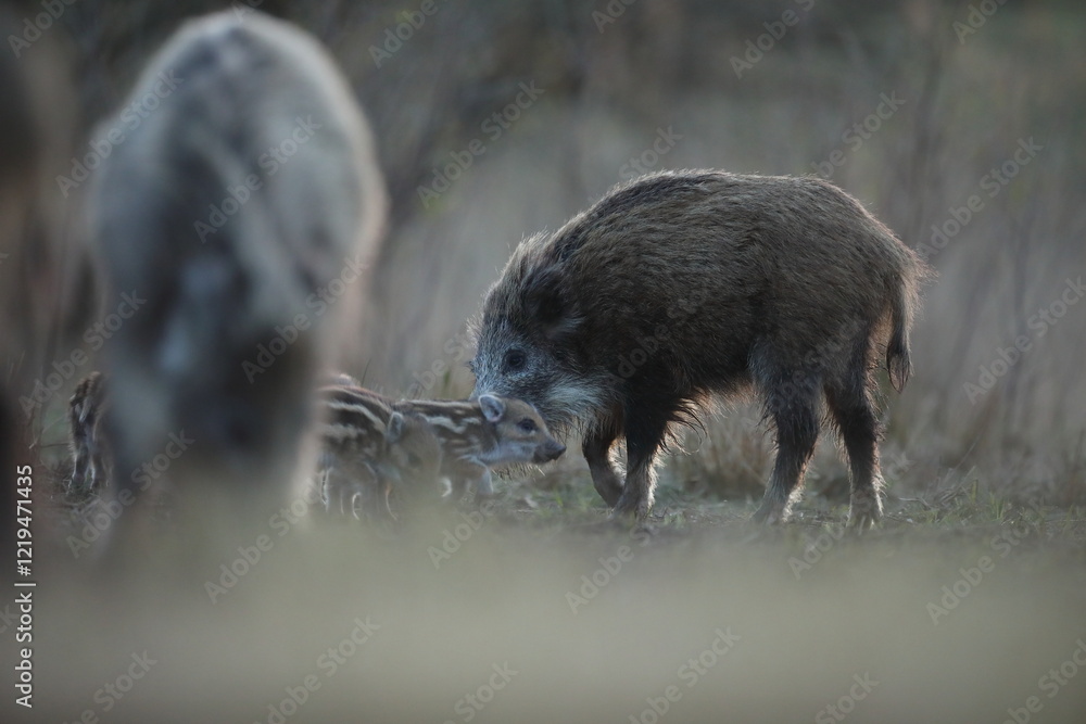 Dzik euroazjatycki, dzik, (Sus scrofa)