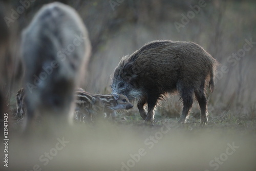 Obraz na płótnie Dzik euroazjatycki, dzik, (Sus scrofa) w salonie