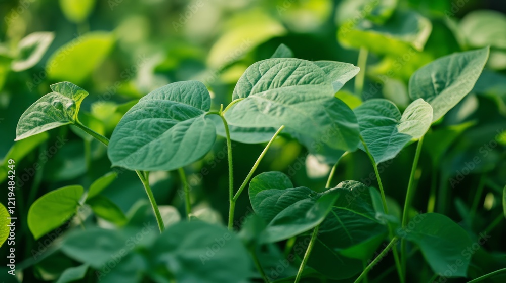 Lush green soybean plants growing in a field, sunlight dappling leaves, agricultural backdrop; ideal for farming, nature Lush green soybean plants growing in a field, sunlight dappling leaves, agricultural backdrop; ideal for farming, nature