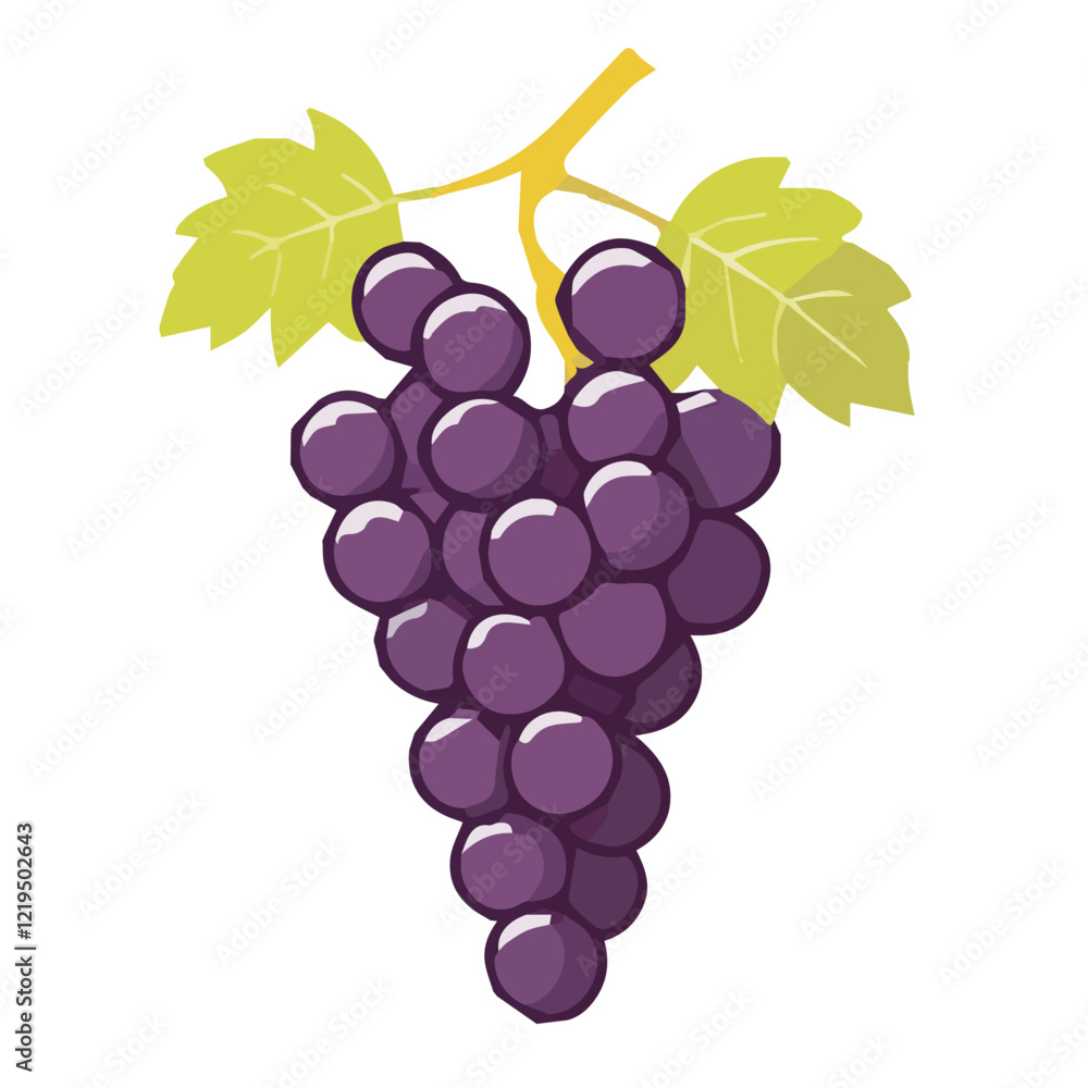 Fototapeta premium Grapes vector illustration on white background. 