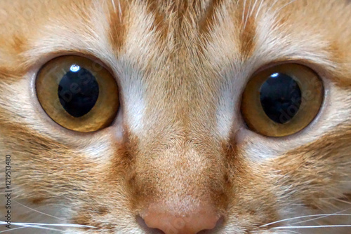 A captivating close-up reveals the mesmerizing amber eyes and ginger fur of a tabby cat