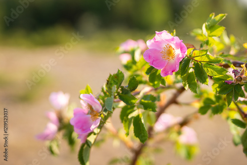 Photography Pink wild rose flowers in the sun