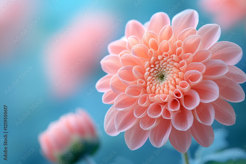 Fototapeta premium Delicate Pink Dahlia Blossom Softly Blooms