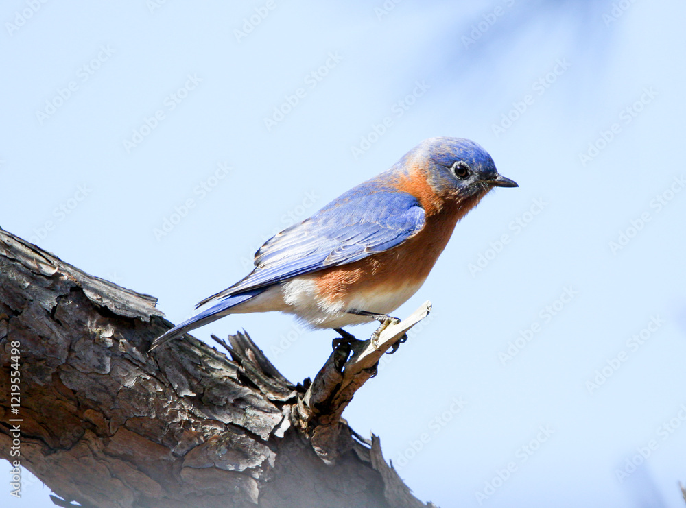 Fototapeta premium Eastern bluebird perched on tree branch