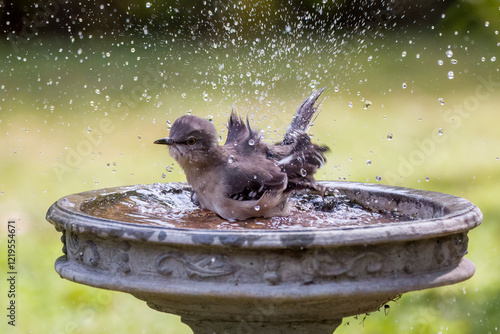 Northern mockingbird bathing in bird bath