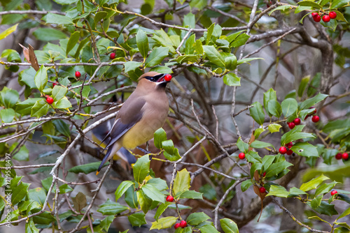 Cedar waxwing on bush eating berries