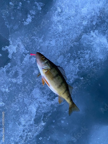 Ice fishing for Perch in Montana photo