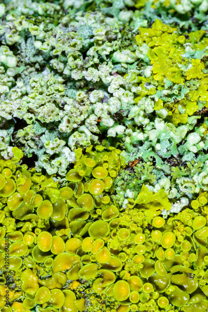 Xanthoria parietina - yellow-green lichen on a tree branch, Odessa Xanthoria parietina - yellow-green lichen on a tree branch, Odessa