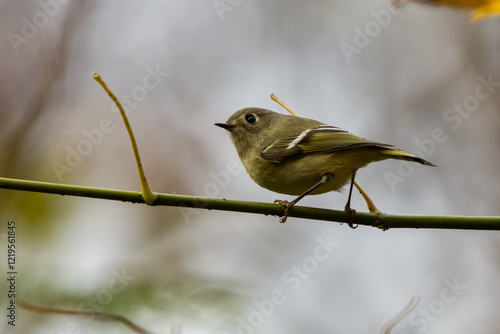 Ruby-crowned kinglet bird on a small limb photo