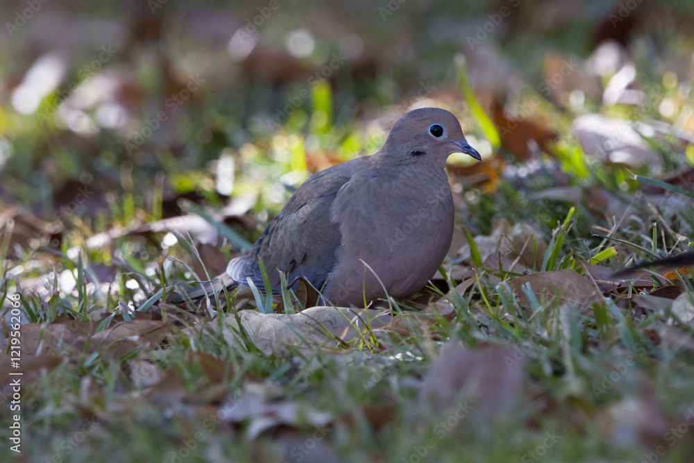 Mourning dove on ground with grass and leaves Mourning dove on ground with grass and leaves